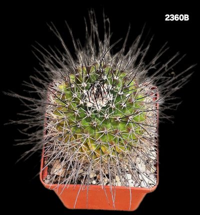 Mammillaria papasquiarensis -ROG 307 (8x8)-2360B