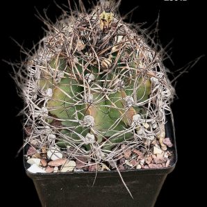 Astrophytum senile (12x12)-2361B