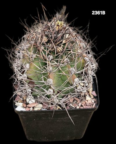 Astrophytum senile (12x12)-2361B