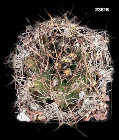 Astrophytum senile (12x12)-2361B - Зображення 2