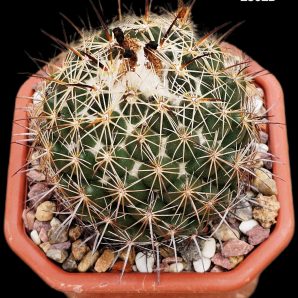 Coryphantha reduncispina -Pan. (10x10)-2362B