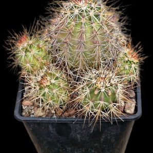 Echinocereus ferreirianus -SB 1658 (10x10)2363B