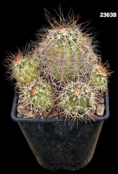Echinocereus ferreirianus -SB 1658 (10x10)2363B