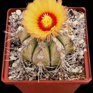Astrophytum hybrid capricorne var. major (8x8)-2364B