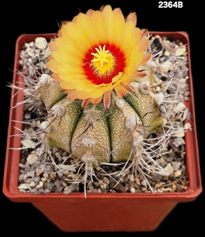 Astrophytum hybrid capricorne var. major (8x8)-2364B