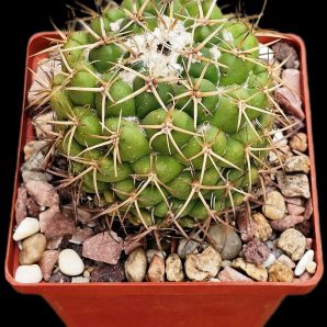 Coryphantha borwigii -Haage (8x8)-2365B