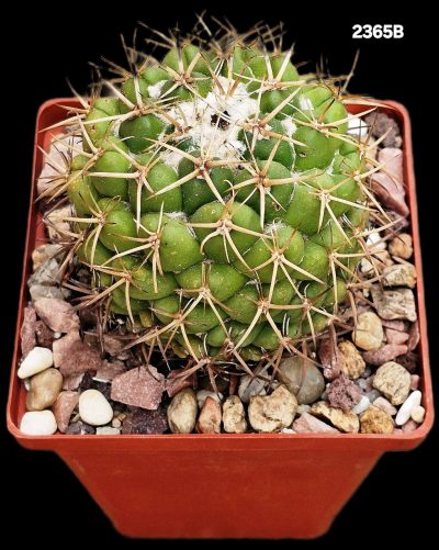 Coryphantha borwigii -Haage (8x8)-2365B