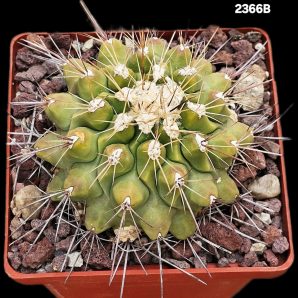 Thelocactus freudenbergii (8x8)-2366B