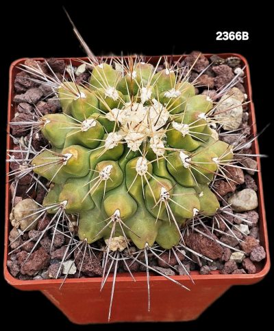 Thelocactus freudenbergii (8x8)-2366B