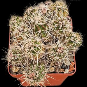Echinocereus maritimus -SB1648 (8x8)-2367B