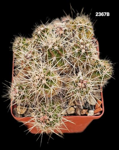 Echinocereus maritimus -SB1648 (8x8)-2367B