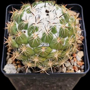 Coryphantha calipensis (10x10)-2368