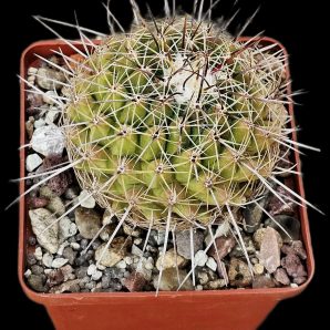 Thelocactus conothelos (scarlet fl.) (8x8)-2369B