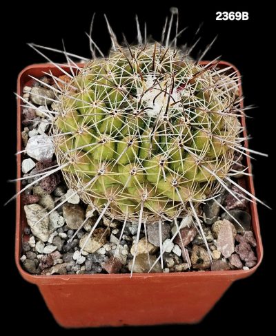 Thelocactus conothelos (scarlet fl.) (8x8)-2369B