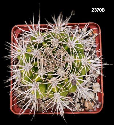 Gymnocalycium valnicekianum (8x8)-2370B - Зображення 2