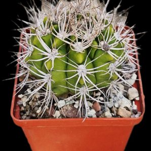 Gymnocalycium valnicekianum (8x8)-2370B