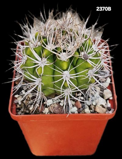 Gymnocalycium valnicekianum (8x8)-2370B