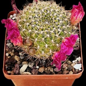 Sulcorebutia mentosa `Aureispina` (6x6)-2371B