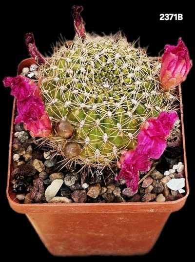 Sulcorebutia mentosa `Aureispina` (6x6)-2371B