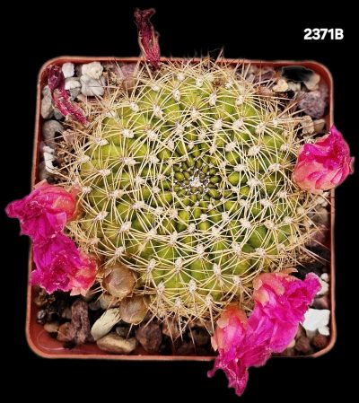 Sulcorebutia mentosa `Aureispina` (6x6)-2371B - Зображення 2