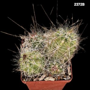 Echinocereus stramineus -SB 1038 (8x8)-2372B