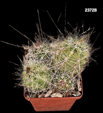 Echinocereus stramineus -SB 1038 (8x8)-2372B