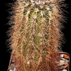 Echinocereus reichenbachii ssp. baileyi -DJF 1308 (8x8)-2373B