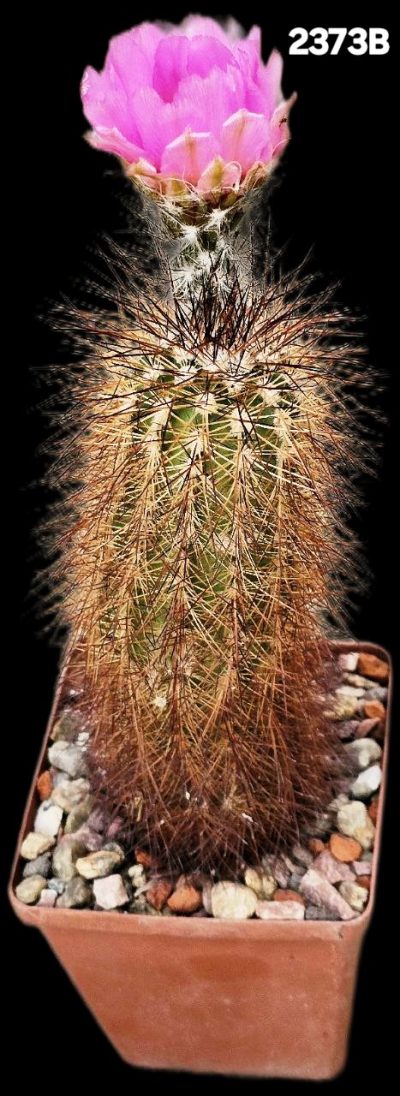 Echinocereus reichenbachii ssp. baileyi -DJF 1308 (8x8)-2373B