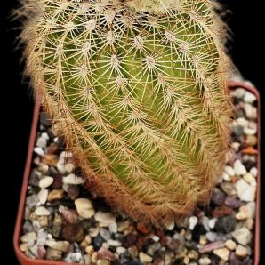 Echinocereus reichenbachii -MG (7x7)-2374B