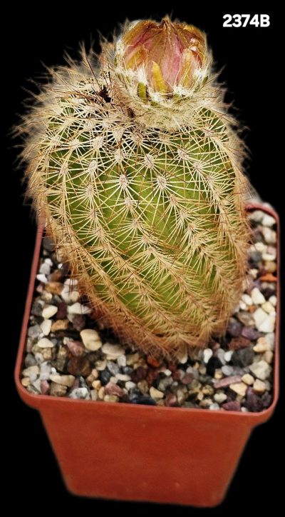 Echinocereus reichenbachii -MG (7x7)-2374B