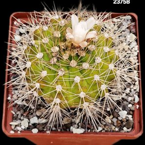 Gymnocalycium chacoense -Santa Crus, MG (10x10)-2375B