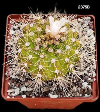Gymnocalycium chacoense -Santa Crus, MG (10x10)-2375B