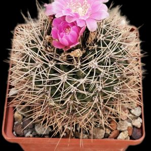 Gymnocalycium neohuberi -GN 77(9x9)-2376BB