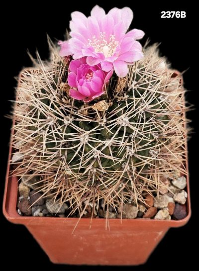 Gymnocalycium neohuberi -GN 77(9x9)-2376BB