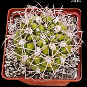 Gymnocalycium tilcarense (10x10)-2377B
