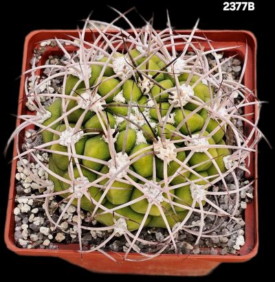 Gymnocalycium tilcarense (10x10)-2377B