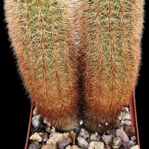 Echinocereus russanthus (2h) - SB 864 (8x8)-2378B