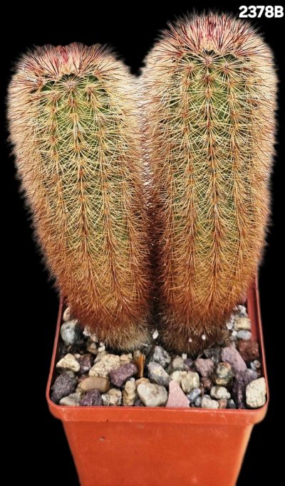 Echinocereus russanthus (2h) - SB 864 (8x8)-2378B