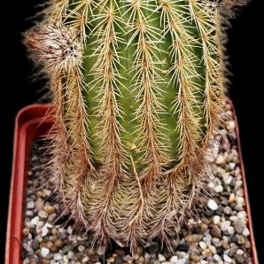 Echinocereus bristolii (7x7)-2379B