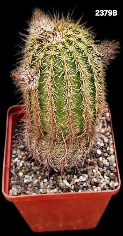 Echinocereus bristolii (7x7)-2379B