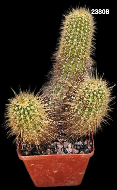 Helianthocereus sp. -MG 645 (8x8)-2380B