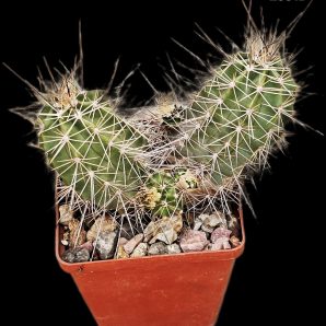 Echinocereus coccineus var. arizonicus -MG (8x8)-2381B