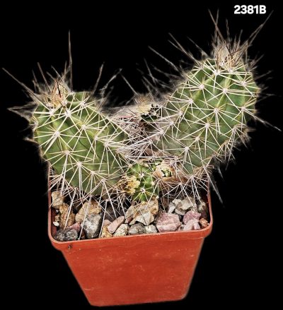 Echinocereus coccineus var. arizonicus -MG (8x8)-2381B