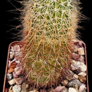 Echinocereus apachensis -MH 149 (8x8)-2382B