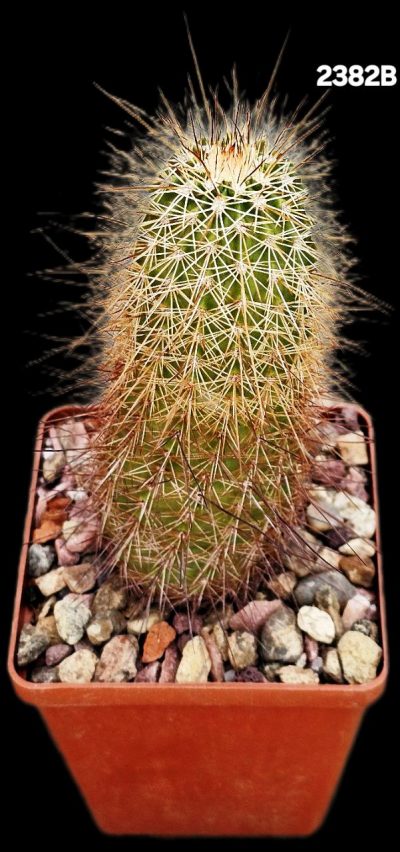 Echinocereus apachensis -MH 149 (8x8)-2382B