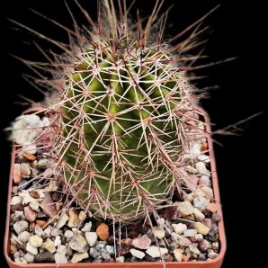 Echinocereus fendleri -SB 51 (7x7)-2383B
