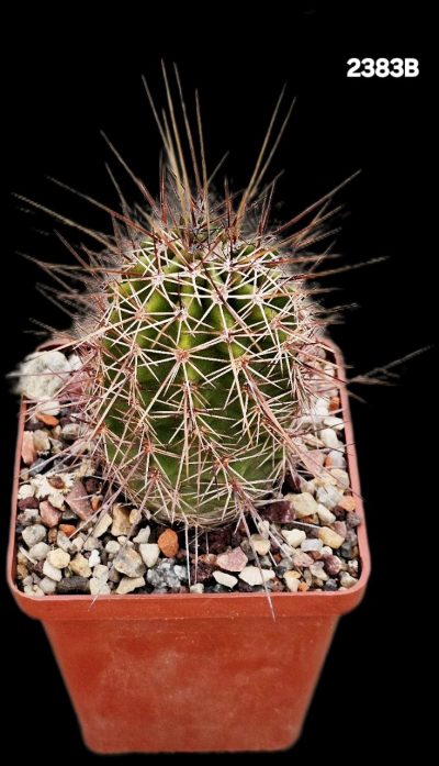 Echinocereus fendleri -SB 51 (7x7)-2383B