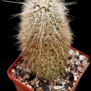 Echinocereus enneacanthus -SB 676 (7x7)-2384B