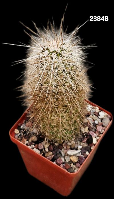 Echinocereus enneacanthus -SB 676 (7x7)-2384B