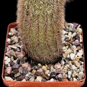 Echinocereus sciurus var. floresii -L 071 (7x7)-2385B